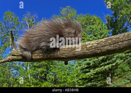 Coundou comune Erethizon dorsatum contea di Pino Minnesota USA Foto Stock