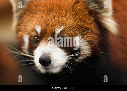 Minore o panda rosso Airurus Fulgens close up ritratto Chengdu Panda Breeding Research Center Sichuan provincia Szechwan Cina Foto Stock