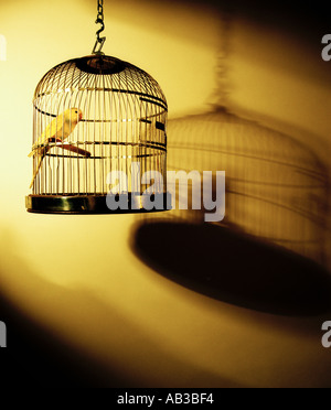 Budgerigar uccello in gabbia Foto Stock