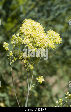 Giallo crema fiori di prato giallo rue - Ranunculaceae - Thalictrum flavum ssp. glaucum Foto Stock