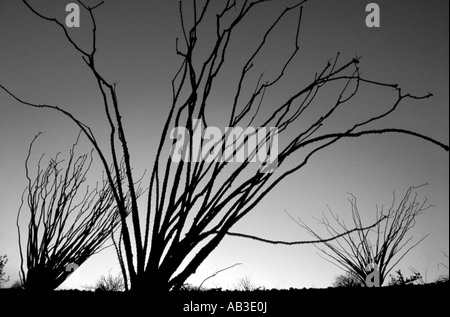 Bianco e Nero Ocotillo s Anza Borrego Desert State Park Borrego Springs San Diego County in California usa stati uniti Foto Stock