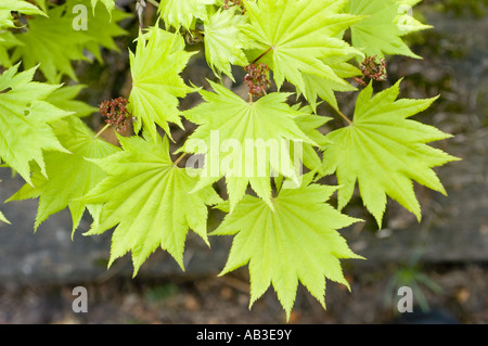 Verde pallido foglie di molla di chiusura del Golden giapponese o Fullmoon acero - Acer shirasawanum Aureum Foto Stock