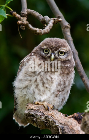 Giovani Civetta Athene noctua appollaiato sul vecchio albero cercando avviso con bella fuori fuoco sfondo Willington Bedfordshire Foto Stock