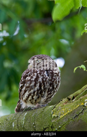 Civetta Athene noctua appollaiato sul ramo cercando avviso con fuori fuoco sfondo Willington Bedfordshire Foto Stock