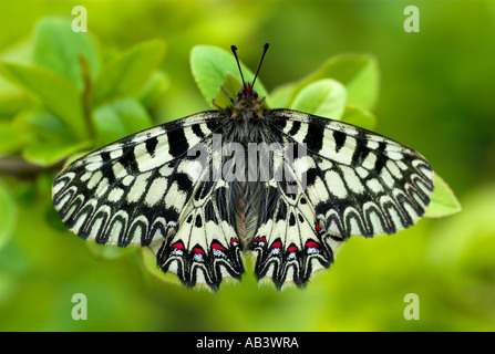 Festone meridionale Zerynthia polissena in appoggio con alette aperte che mostra pattern colorati in Europa Foto Stock