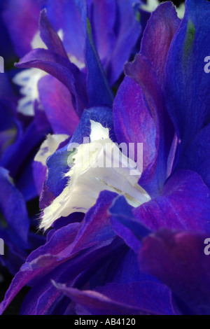Close up blu elettrico Delphinium fiori Foto Stock