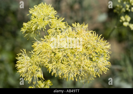 Giallo crema fiori di prato giallo rue - Ranunculaceae - Thalictrum flavum ssp. glaucum Foto Stock