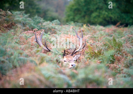 Deer rutt a Richmond Park london Foto Stock