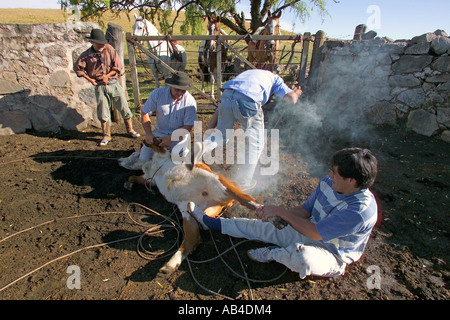 Gauchos lavorando su una estancia la cattura dei bovini con un lazo e poi li di branding. Foto Stock