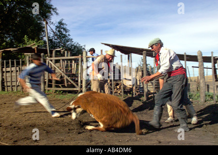 Gauchos lavorando su una estancia la cattura dei bovini con un lazo e poi li di branding. Foto Stock