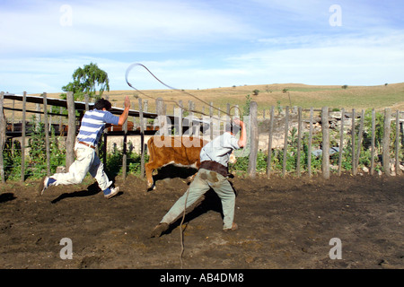 Gauchos lavorando su una estancia la cattura dei bovini con un lazo e poi li di branding. Foto Stock