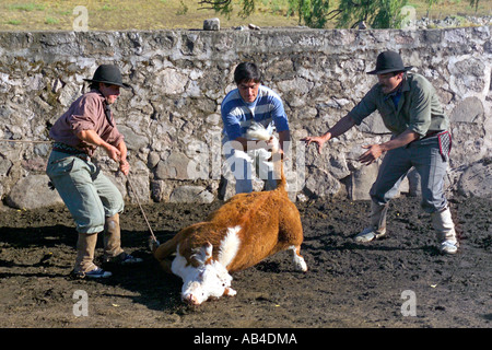 Gauchos lavorando su una estancia la cattura dei bovini con un lazo e poi li di branding. Foto Stock