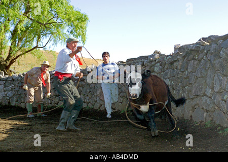 Gauchos lavorando su una estancia la cattura dei bovini con un lazo e poi li di branding. Foto Stock