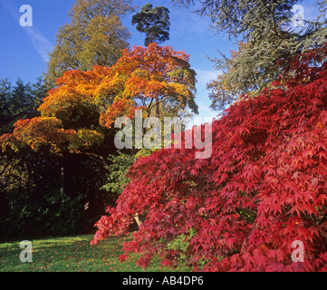 Westernbirt Abortoreum Gloucestershire autunno Foto Stock