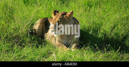 Leonessa stabilite nell'erba Masai Mara Kenya Foto Stock