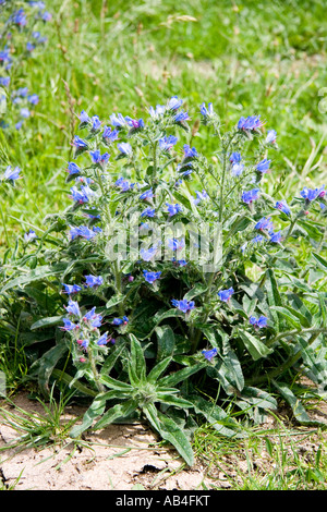 Un intrico di Echium vulgare Viper s Bugloss fiori selvatici che crescono in su open Sussex downland Foto Stock