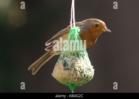 Robin Erithacus rubecula sul grasso alimentatore a sfera Foto Stock