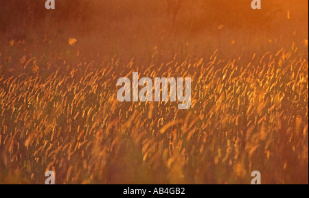 Sementi di erba capi Foto Stock