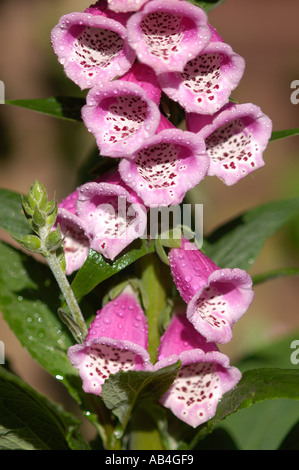 Primo piano di foxguanto selvatico Foxguanto fiori rosa fiore fioritura in primavera Inghilterra Regno Unito Regno Unito Gran Bretagna Foto Stock