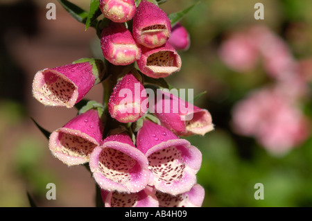 Primo piano di foxguanto selvatico Foxguanto fiori rosa fiore fioritura in primavera Inghilterra Regno Unito Regno Unito Gran Bretagna Foto Stock