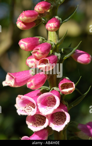 Primo piano di foxguanto selvatico Foxguanto fiori rosa fiore fioritura in primavera Inghilterra Regno Unito Regno Unito Gran Bretagna Foto Stock