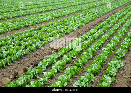 Le lattughe "Romaine' , giovani piante in crescita, Foto Stock