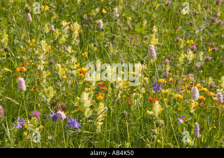 Prato di fiori selvaggi a Sotres nel Parco Nazionale Picos de Europa Spagna Foto Stock