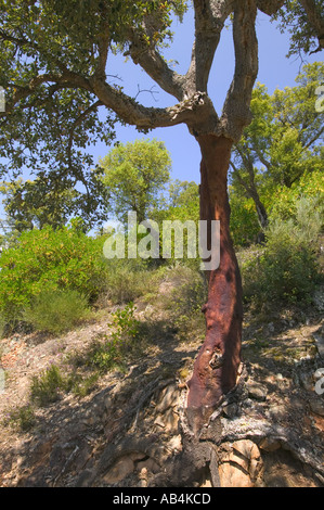 Cork Oak tree recentemente raccolte per cork in Picos de Europa Mountains Spagna settentrionale Foto Stock