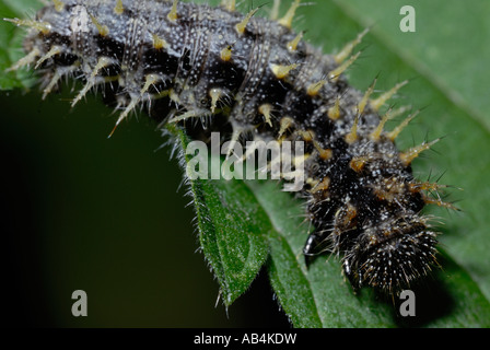 Lady Cynthia Cardui caterpillar, Galles, Regno Unito. Foto Stock