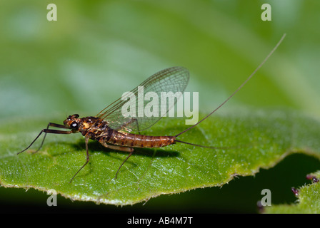Mayfly, Ecdyonurus Dispar, Galles, Regno Unito. Foto Stock