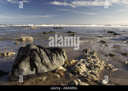 Rocce con alghe, Seaham, Co Durham Foto Stock