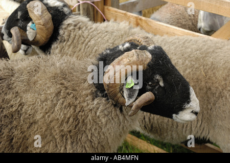 Swaledale pecore, Danby mostrano, North York Moors, North Yorkshire, Inghilterra Foto Stock