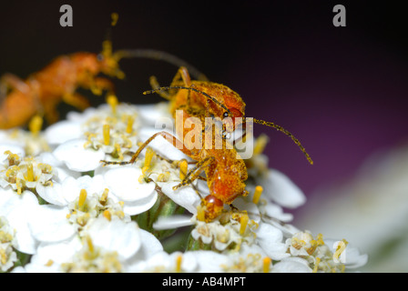 Soldato scarabei Rhagonycha fulva accoppiamento su Yarrow flower, Galles, UK. Foto Stock