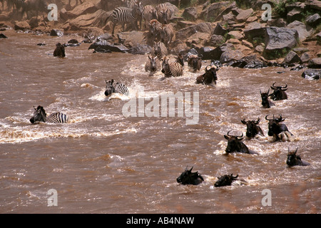 Zebre e GNU attraversando il coccodrillo-infestato fiume Mara durante la migrazione annuale nella riserva Masai Mara in Kenya. Foto Stock