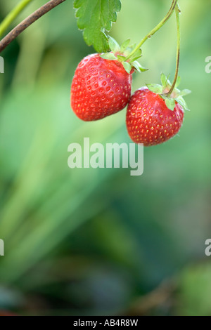 Fragole " Chandler' la varietà della vite, California Foto Stock