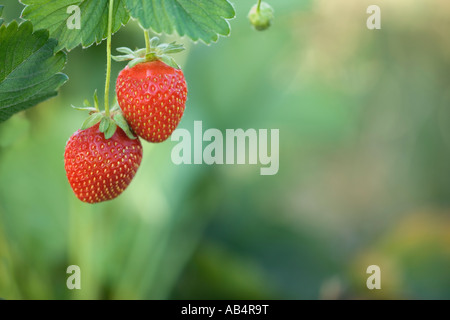 Fragole " Chandler' la varietà della vite, California Foto Stock