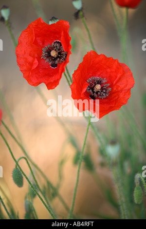 Oriental Poppies fioritura in campo, Early Morning Light, California Foto Stock
