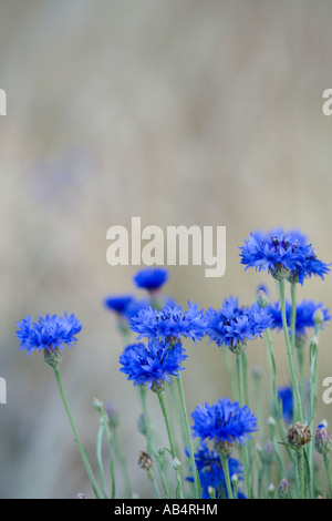Corso di laurea i pulsanti in crescita in campo, California Foto Stock