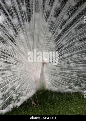 Un albino peacock nella visualizzazione a schermo intero. Foto Stock