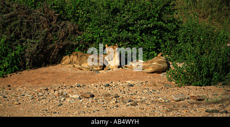 Basking lions Samburu National Park in Kenya Foto Stock