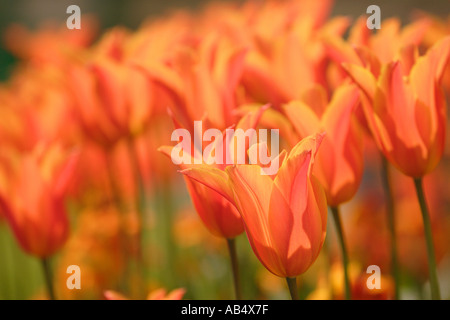 Tulipani Foto Stock