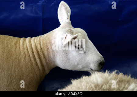 Un vincitore del premio pecora ad uno spettacolo agricolo nel Suffolk REGNO UNITO Foto Stock
