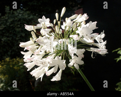 Essex fioritura bianco Agapanthus un sudafricano liliaceous pianta largamente coltivata per ornamento England Regno Unito Foto Stock