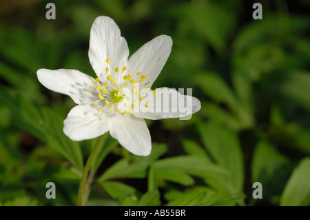 Anemone legno, Anemone nemorosa , Foto Stock