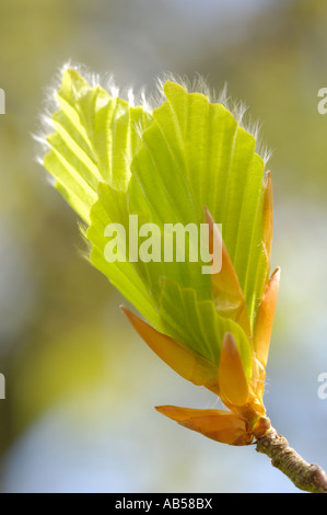 Faggio Fagus sylvatica, giovani foglie fresche in primavera, Scozia Foto Stock