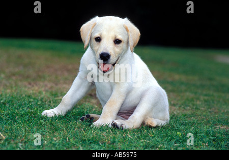 Cucciolo di Labrador dal pelo biondo Foto Stock