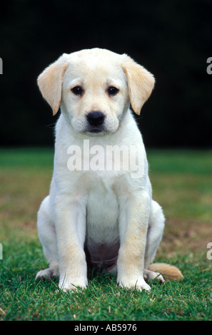 Cucciolo di Labrador dal pelo biondo Foto Stock