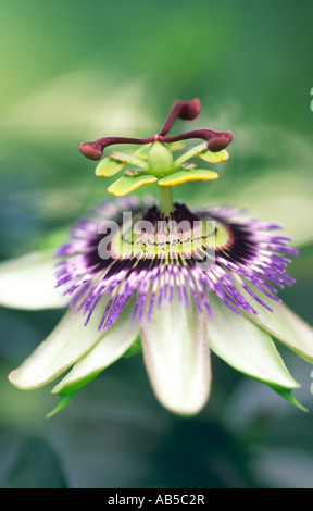 Fiore della passione genere specie di Passiflora caerulea Dumfries Scozia UK Foto Stock