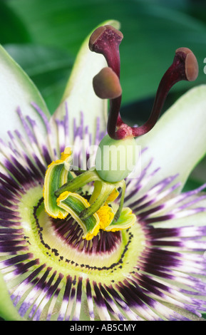 Fiore della passione genere specie di Passiflora caerulea Dumfries Scozia UK Foto Stock