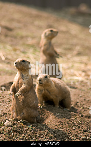 Ritratto di un gruppo di cani della prateria Foto Stock